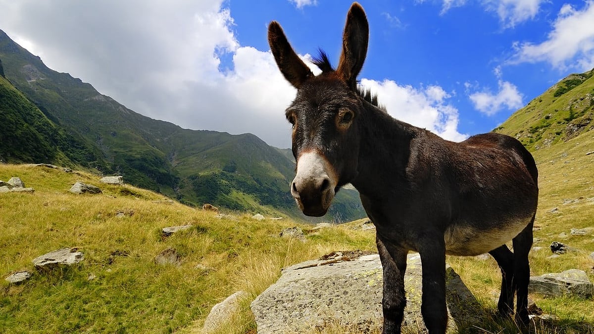 <div class="paragraphs"><p>World Donkey Day 2024: Know the history and origin of the day here.</p></div>
