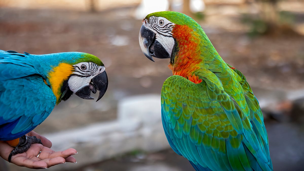 <div class="paragraphs"><p>World Parrot Day 2024.</p></div>