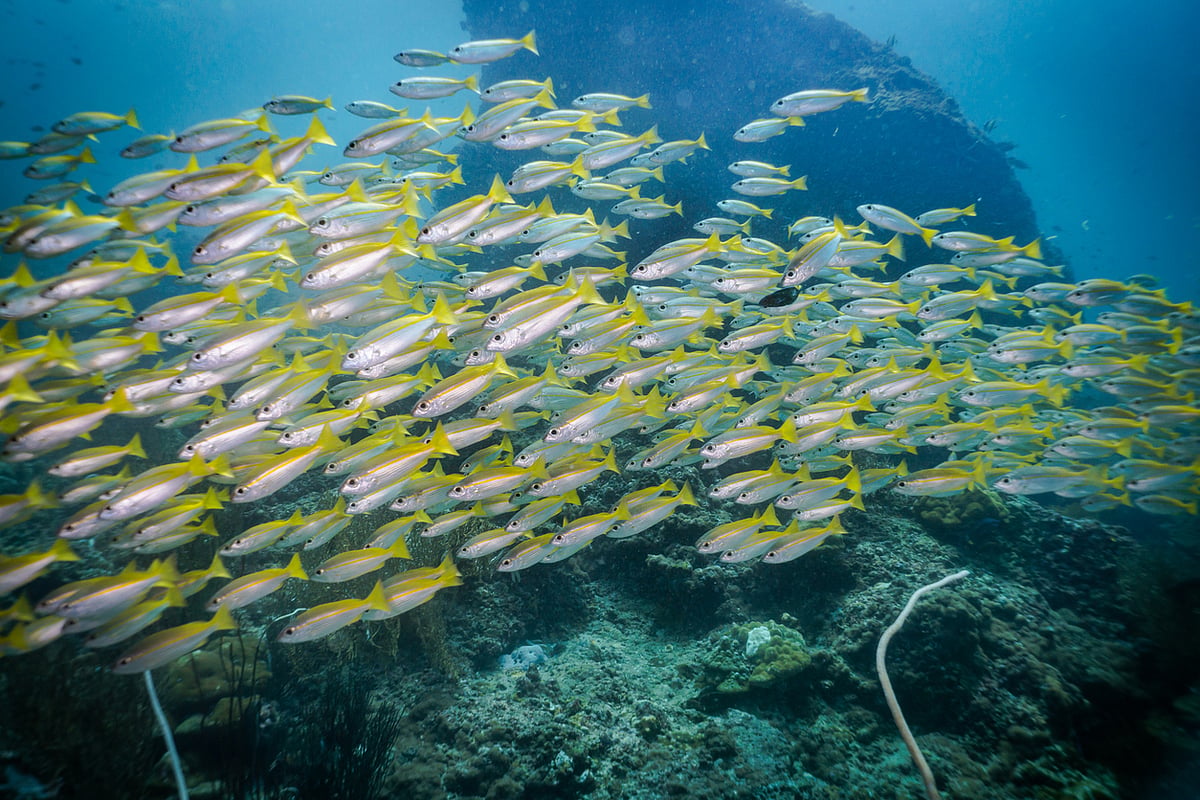 <div class="paragraphs"><p>World Fish Migration Day 2024 Date and Theme.</p></div>