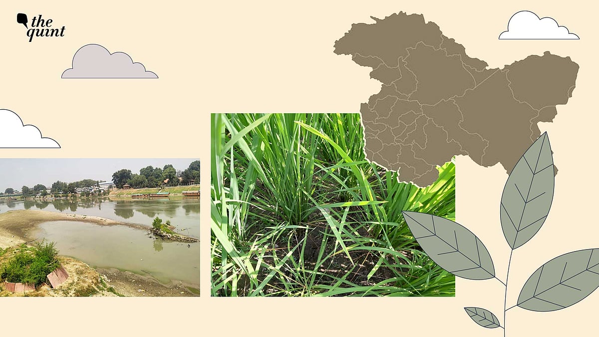 <div class="paragraphs"><p>Thousands of farmers in Kashmir are facing losses due to drought-like conditions prevailing since June.</p></div>
