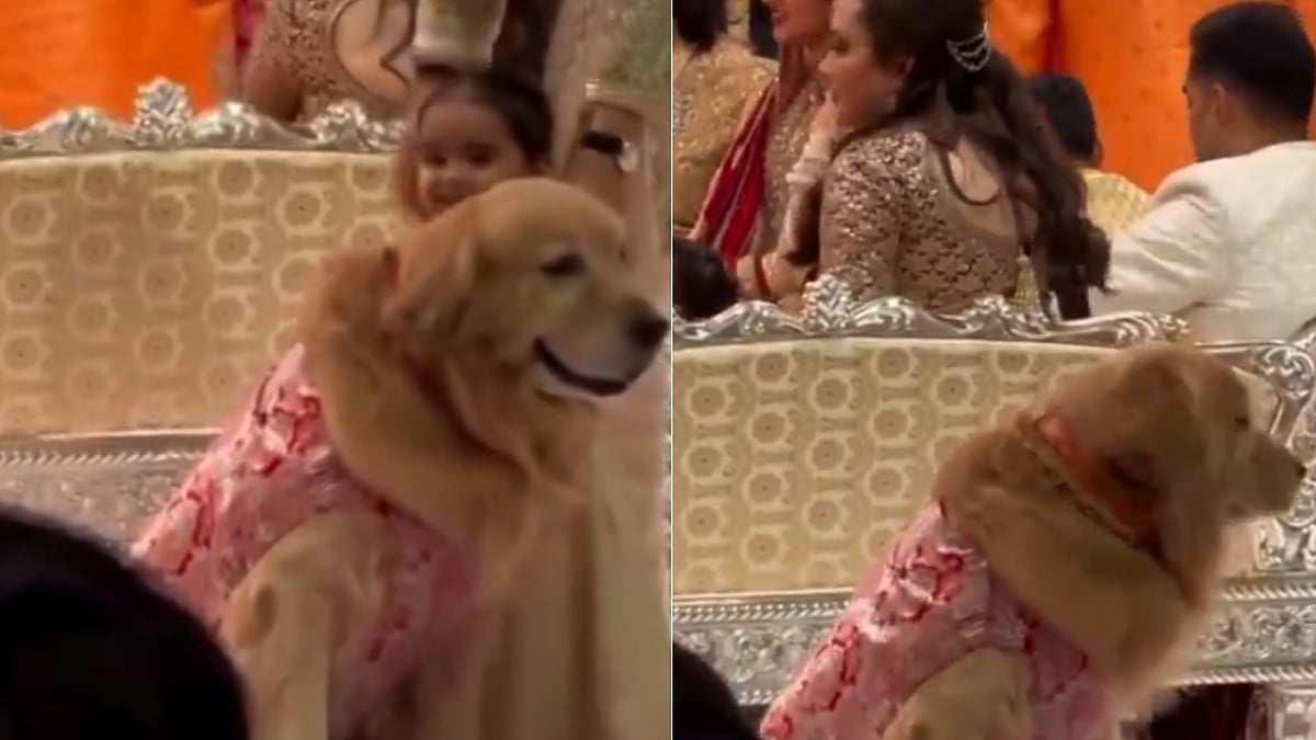 <div class="paragraphs"><p>Anant Ambani and Radhika Merchant's wedding had another star attraction the family dog.</p></div>