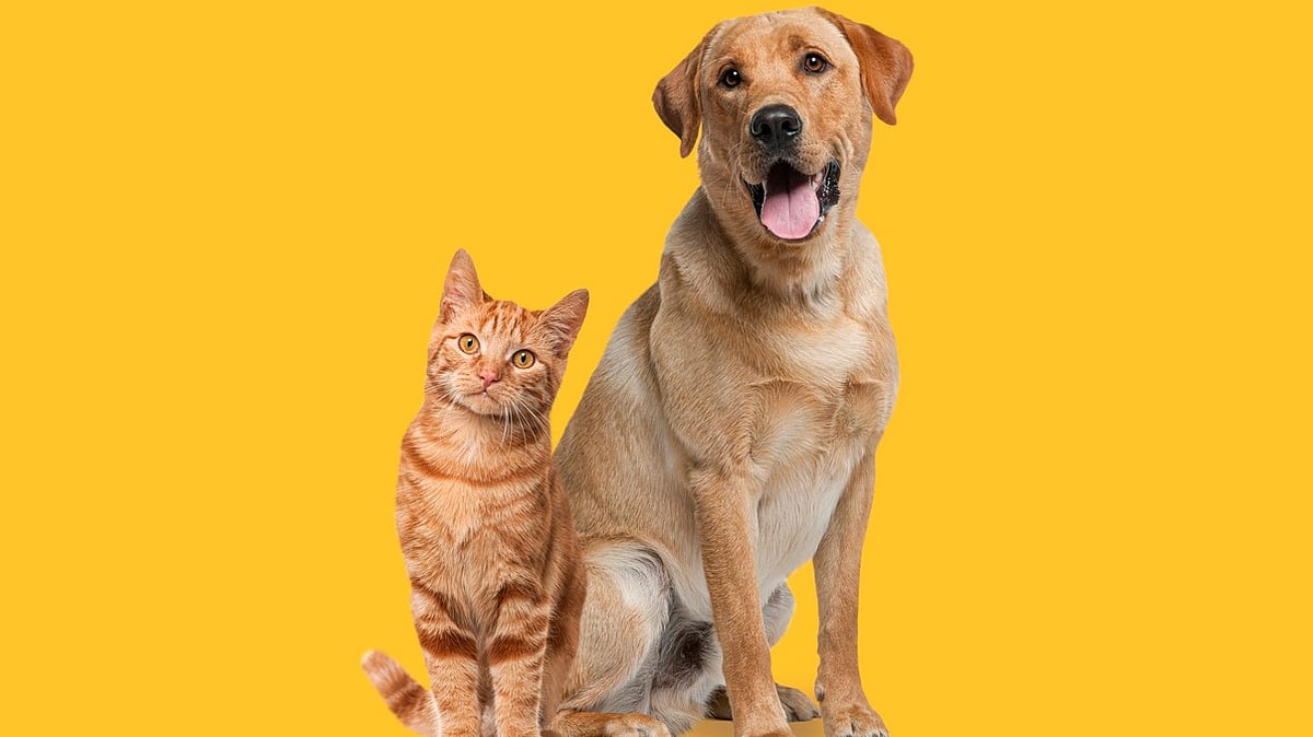 <div class="paragraphs"><p>Pet Remembrance Day 2024: Know the origin of the important day here.</p></div>