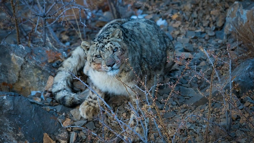 <div class="paragraphs"><p>Snow leopard is the state animal of Himachal Pradesh. Often called 'the ghost of the mountains', the elusive animal is considered a flagship and an indicator species across 12 Central and South Asian countries.</p></div>