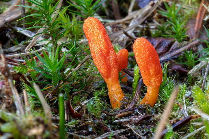 <div class="paragraphs"><p>5 Health Benefits of Cordyceps.</p></div>