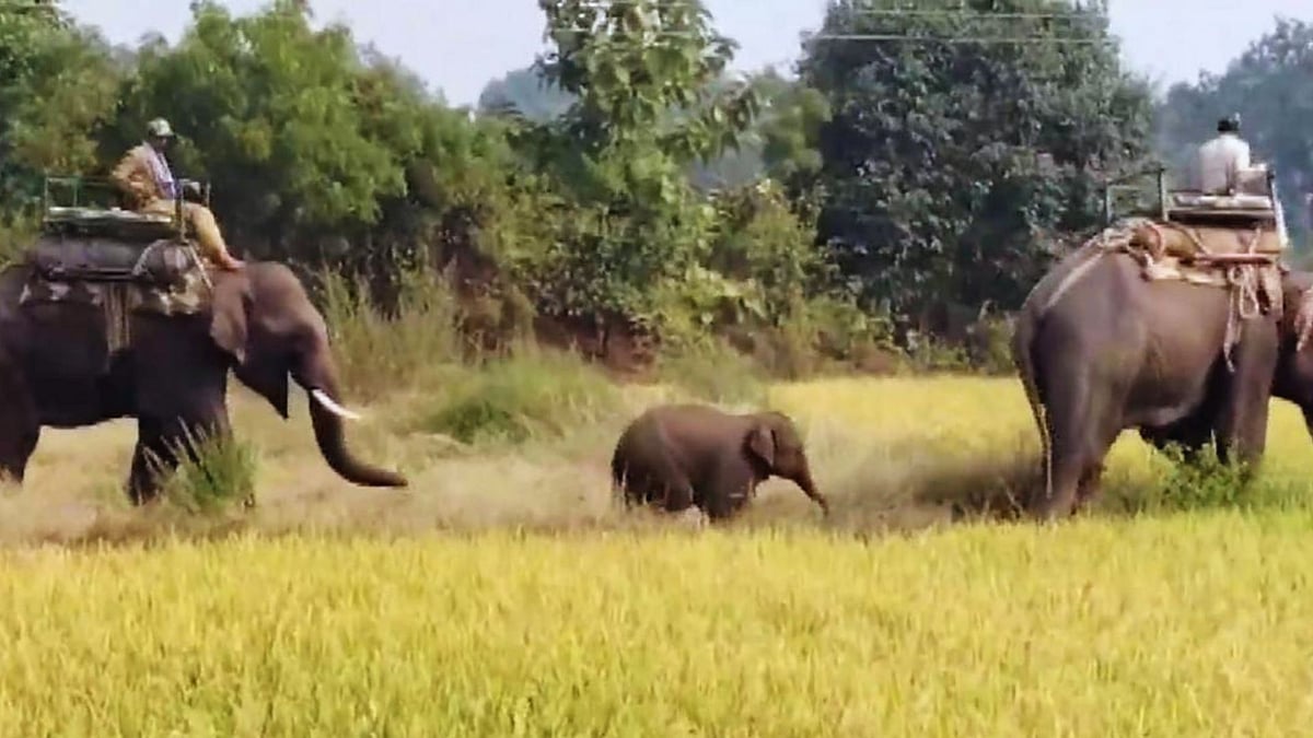 <div class="paragraphs"><p>An elephant calf being rescued by forest department personnel, using elephants, after it wandered away following the reported death of its mother along with nine other elephants in Bandhavgarh Tiger Reserve of Madhya Pradesh in Umaria on November 6, 2024.</p></div>