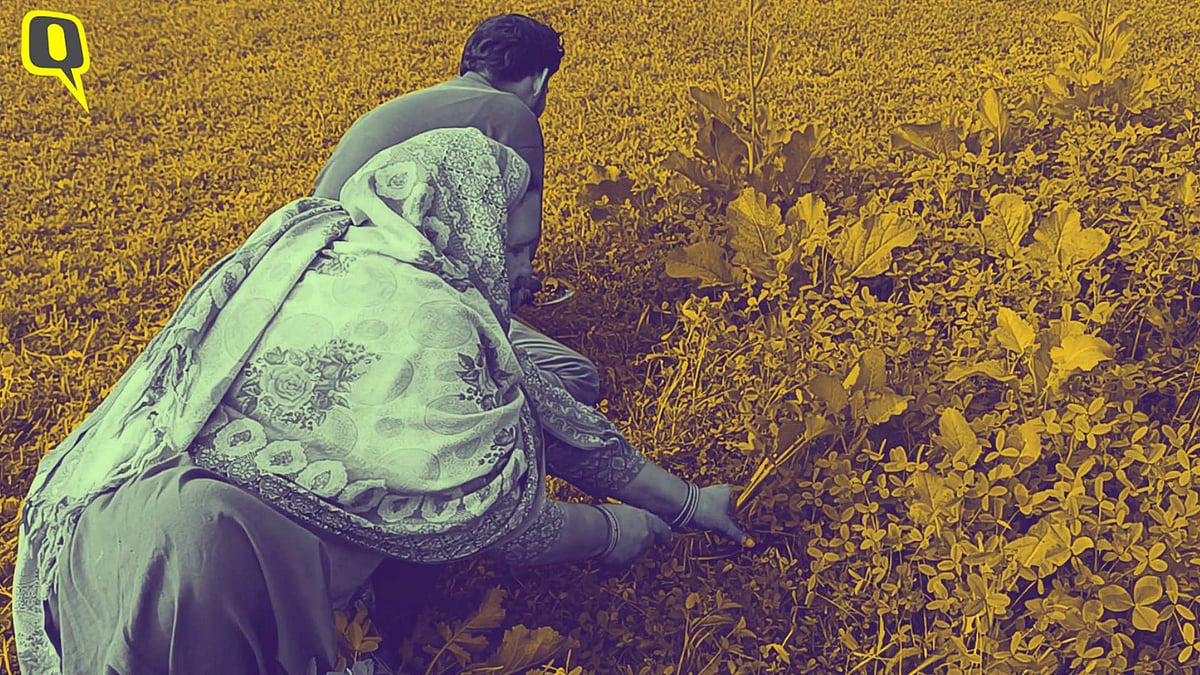 <div class="paragraphs"><p>Farmers are facing losses as climate change affects them adversely. Who's listening to then?</p></div>