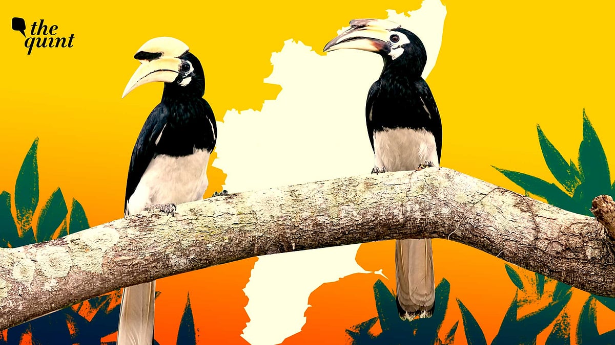 <div class="paragraphs"><p>Hornbills have long been hunted for their feathers, and for medicinal and aphrodisiac purposes. </p></div>