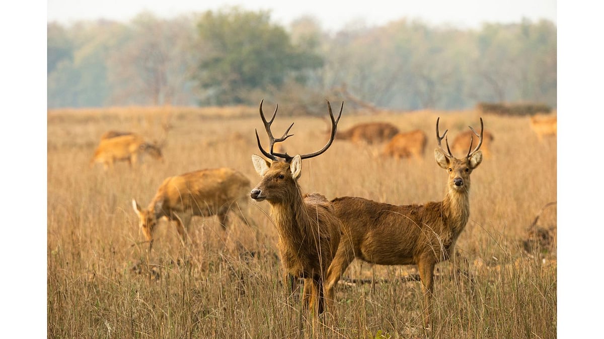 <div class="paragraphs"><p>Kanha National Park Travel Guide: Safaris, Resorts & Tips for 2024</p><p></p></div>