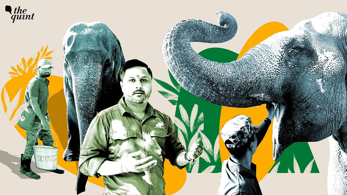<div class="paragraphs"><p>A conservation centre in Mathura is trying to reverse the fortunes of abused elephants.</p></div>