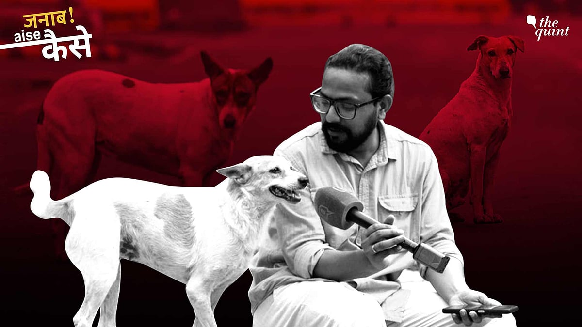 <div class="paragraphs"><p>Ground Report: While the Supreme Court has mandated that all stray dogs in the Delhi region permanently be shifted to shelters, Delhi's infrastructure reality raises questions on the future of these voiceless animals. We visited stakeholders on ground to understand and voice the chaos and gaps. </p></div>