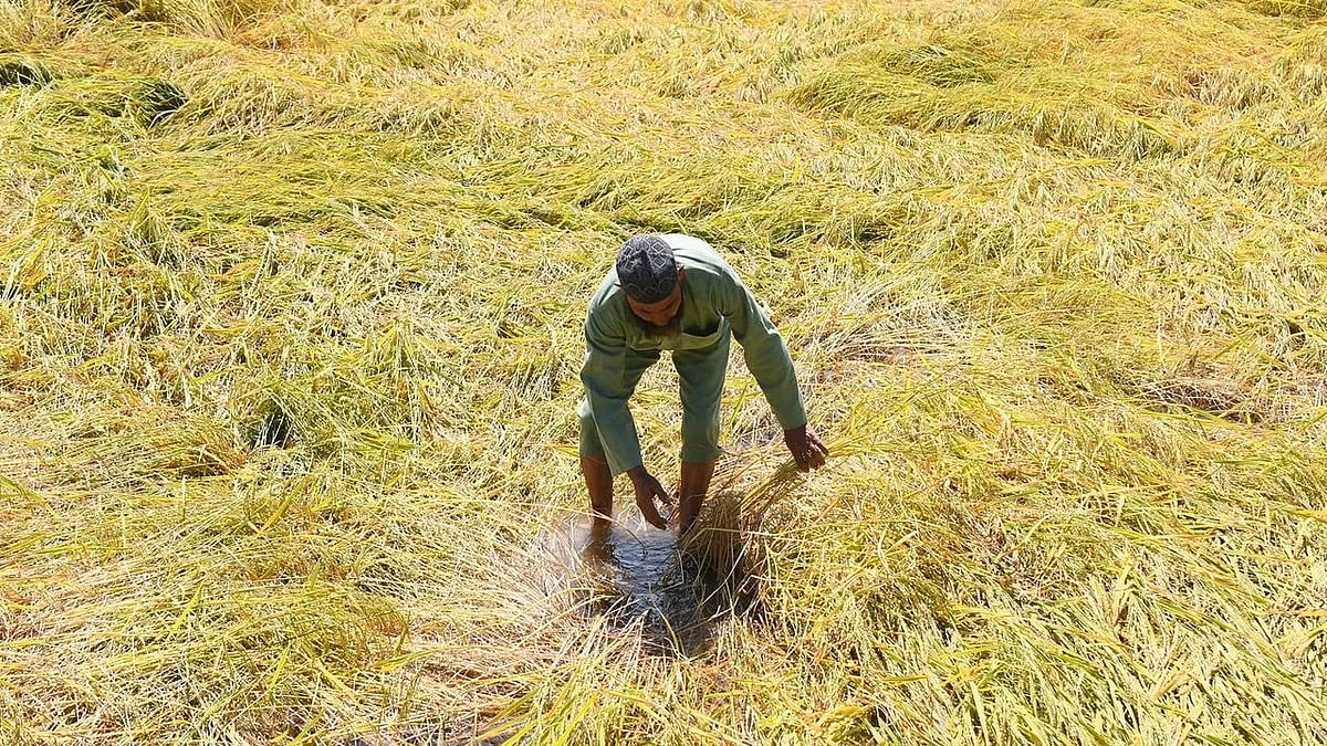 <div class="paragraphs"><p>Waiting for the crops after a year-long effort, the farmers and apple growers were hopeful that the time to harvest had finally arrived to bring financial independence.</p></div>