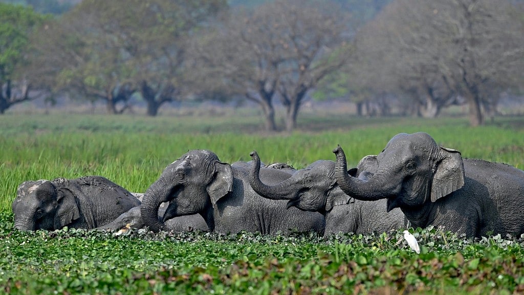 <div class="paragraphs"><p>India is home to the majority of the world's remaining wild Asian elephants, like this herd bathing in Assam.&nbsp;</p></div>