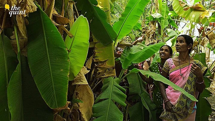 <div class="paragraphs"><p>With biodiversity loss accelerating, <a href="https://www.thequint.com/opinion/jammu-floods-policy-gap-lessons-jk-lg-omar-abdullah">climate threats</a> multiplying, and the Kunming-Montreal Global Biodiversity Framework’s 2030 targets drawing near, India can no longer afford to treat biodiversity credits as a distant experiment.</p></div>