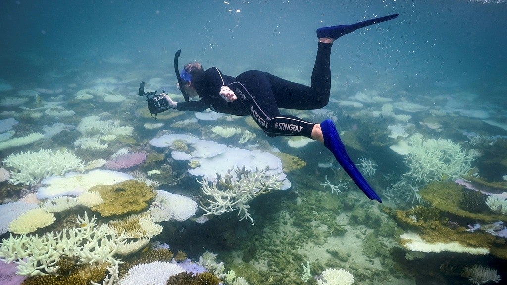 <div class="paragraphs"><p>Three-Year Heatwave Bleached Half the Planet's Coral Reefs: Study</p></div>