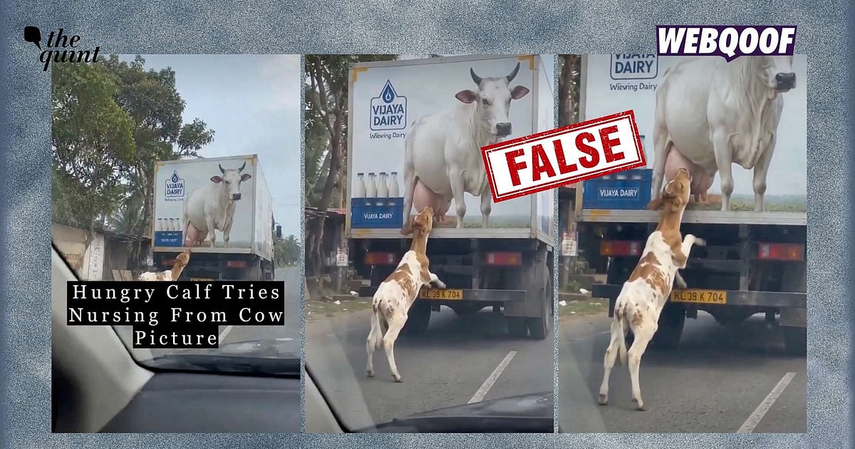 AI-Generated Video Falsely Shared as Real One of Calf Suckling From Cow's Poster