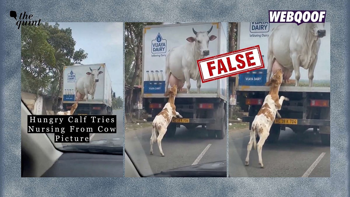 गाय के पोस्टर से दूध पीते बछड़े का वायरल वीडियो निकला AI जनित, सोशल मीडिया पर मची खलबली