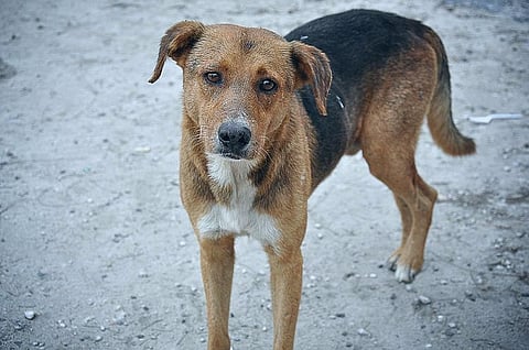 Stray dogs caught near Hyd hotel where Ivanka Trump will stay, citizens protest online 