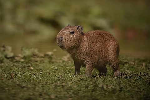 World's largest rodent gives birth in British zoo