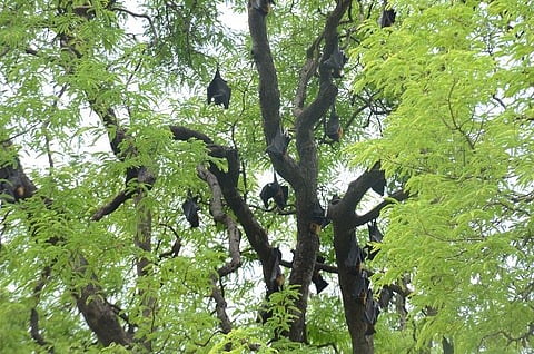 Where bats are sacred and bat meat is eaten, health communication on Nipah is lacking