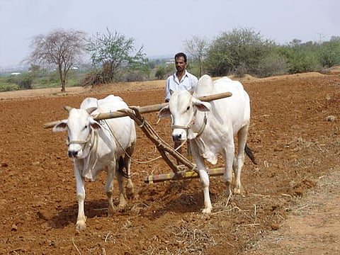Seven-fold increase in Karnataka farmer suicides
