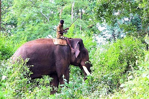 Invasive problem, mammoth solution: Jumbos of Mudumalai are helping clear invasive plants