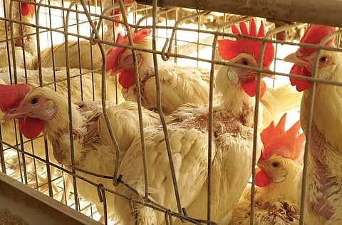 Study reveals cruel practices in Indian egg farming: Why it’s a cause for concern