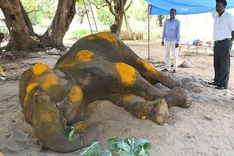 ‘Shocking and painful’: Devotees slam HC’s mercy killing order for TN temple elephant 