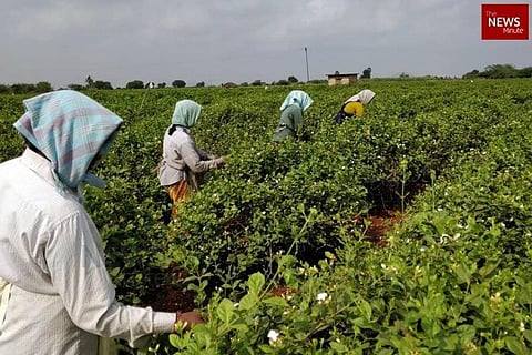 Farm workers in Amaravati 