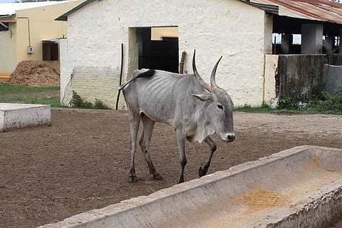 Why Karnataka’s native Amrit Mahal cattle are in urgent need of better conservation