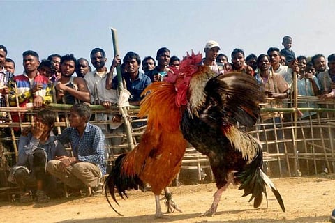 Photo of two roosters fighting 