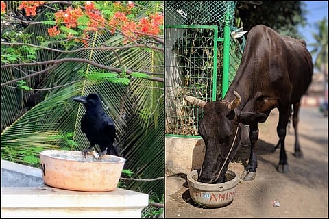 Water bowls to bird boxes: How people are helping animals beat the heat this summer