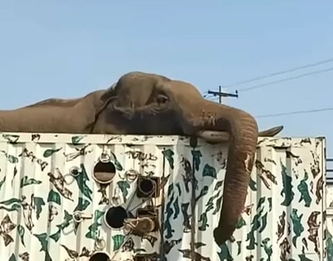 Arikomban being translocated in Tamil Nadu