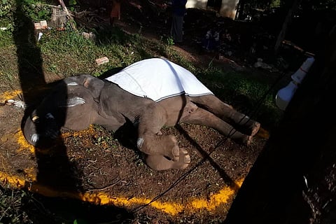 Elephant Arjun 