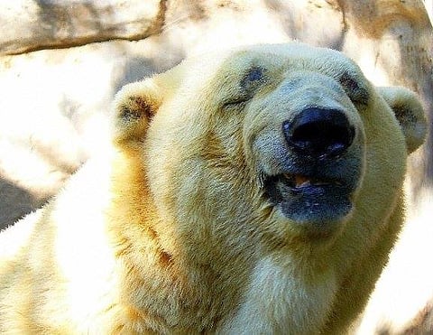 Arturo, the "sad" polar bear is sweating under the Argentinian sun, with no reprieve