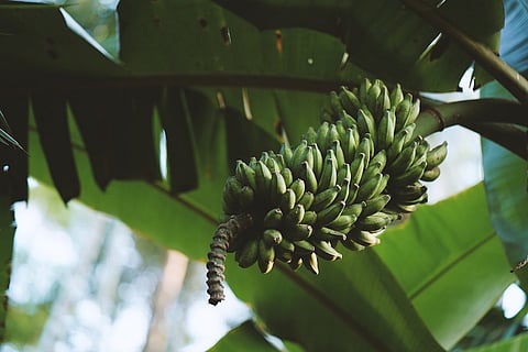 It is a slippery slope for TN banana farmers amid lockdown