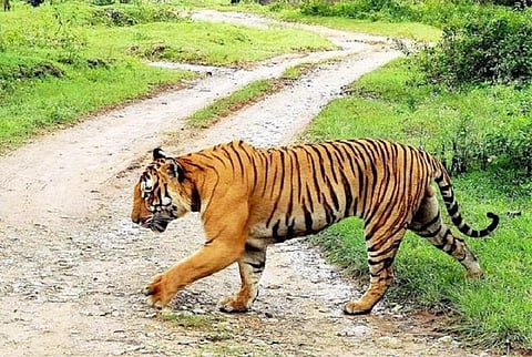 Night traffic ban in Bandipur Tiger Reserve to stay: Centre to Pinarayi Vijayan
