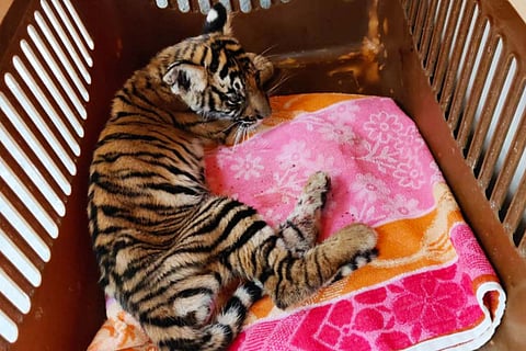 A tiger cub rescued from the Bandipur National Park lying on a pink and orange towel in a plastic box