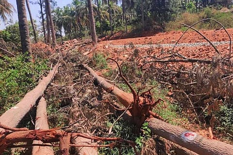 Trees cut along the KRDCL road expansion project in Bannergahata Ecosensitive Zone