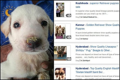 Quikr, Indiamart ban illegal online sale of pets after animal rights activists campaign