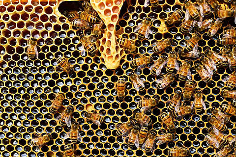 Representative image of bees