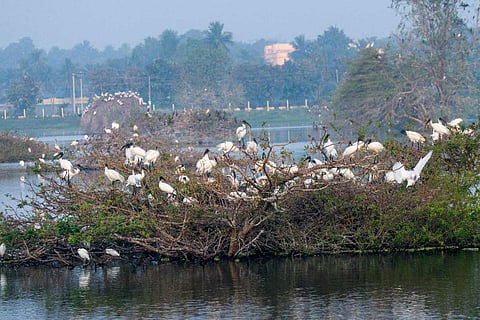 TN bird census