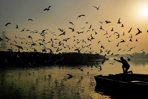 Birds at Yamuna river 