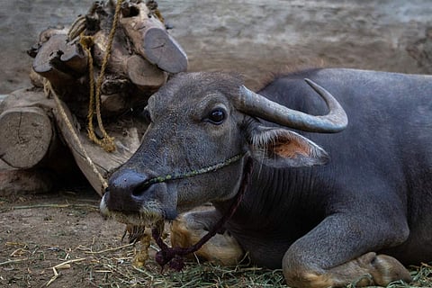 Buffalo