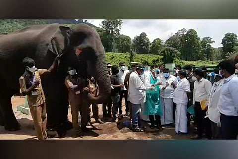 Medical team along with Forest Minister while testing the swab of an elephant for novel coronavirus
