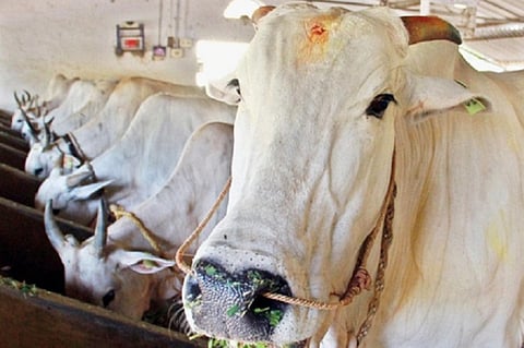 Divine Bovine and failed democracy: How Indian laws enable cow vigilantism
