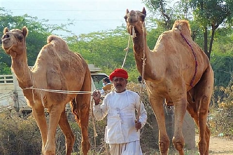 How 52 camels that were to be slaughtered in Hyderabad, returned home to Rajasthan 