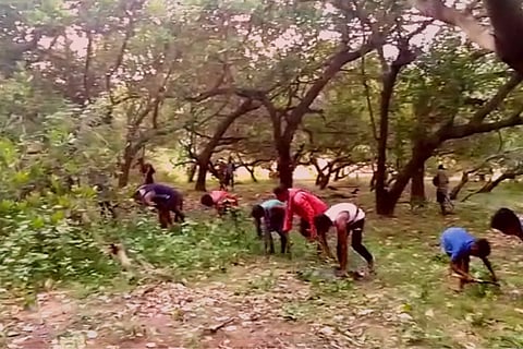 Cashew farmers 