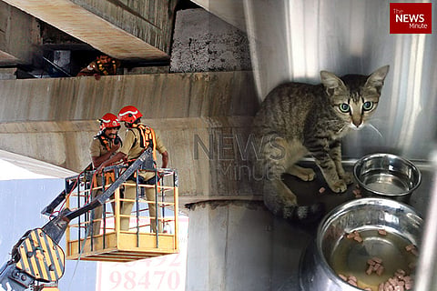 Cat stuck under Kochi metro bridge for few days finally rescued by firefighters