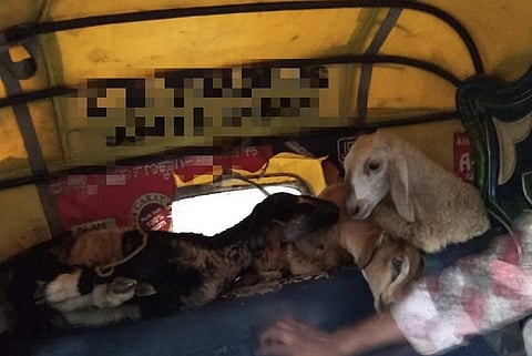 14 sheep and goats found tied and stacked in B’luru auto, driver booked for cruelty