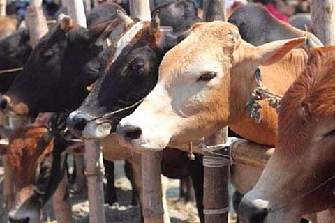 Cattle tied up